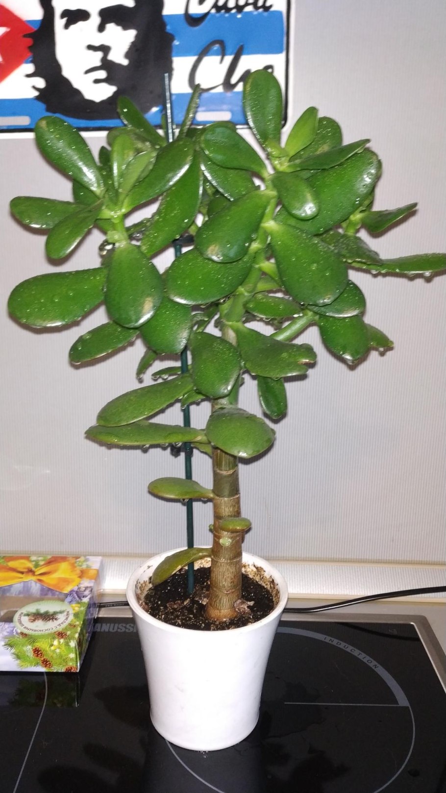 Толстянка денежное дерево