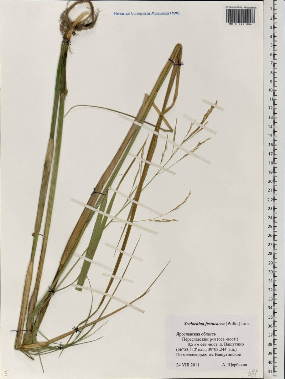 Scolochloa festucacea