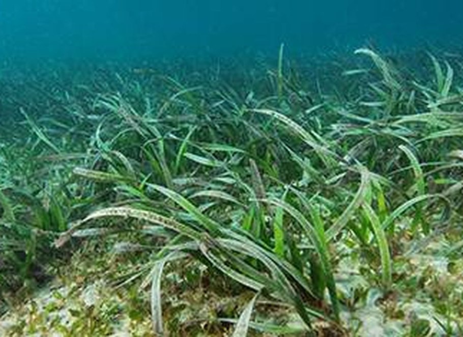 Водоросль посидония австралийская