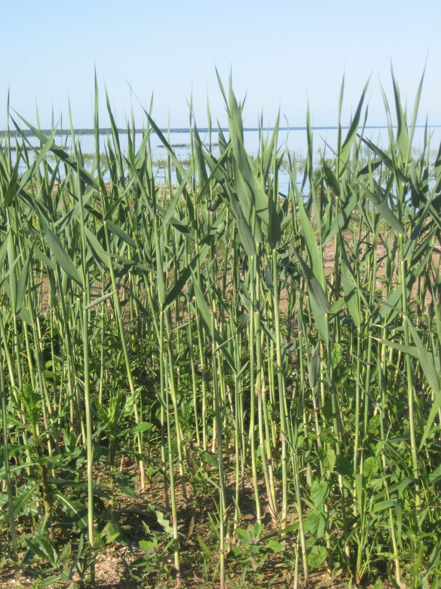 Рогоз, тростник, Сусак