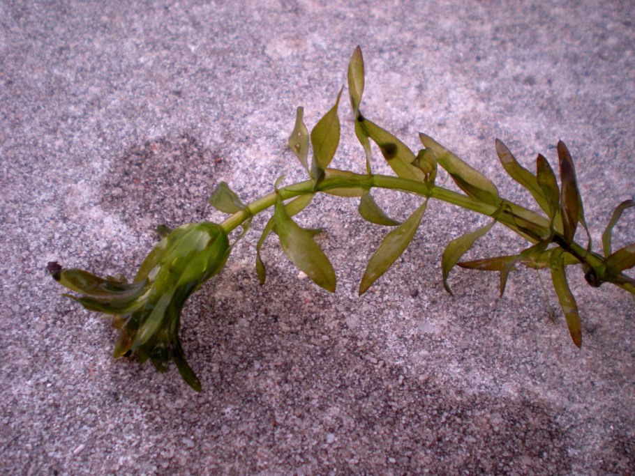 Элодея канадская