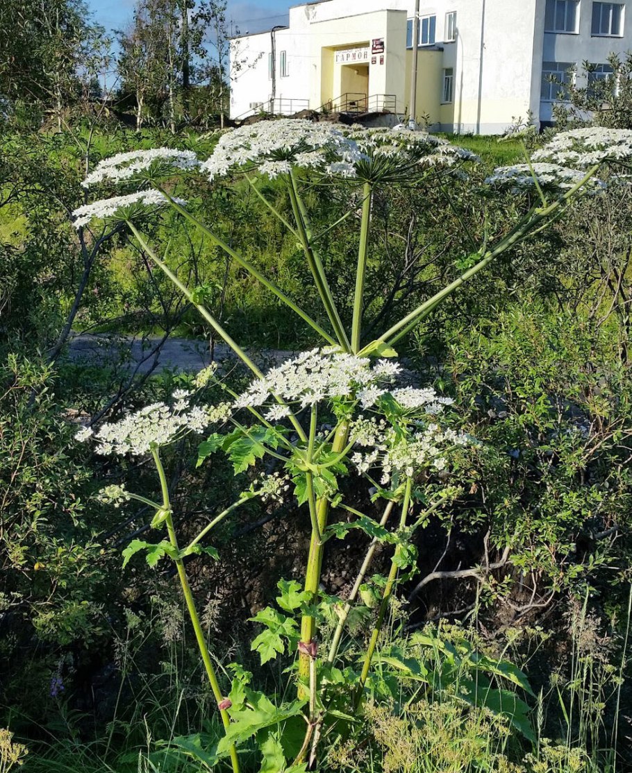 Курай, дягиль, борщевик