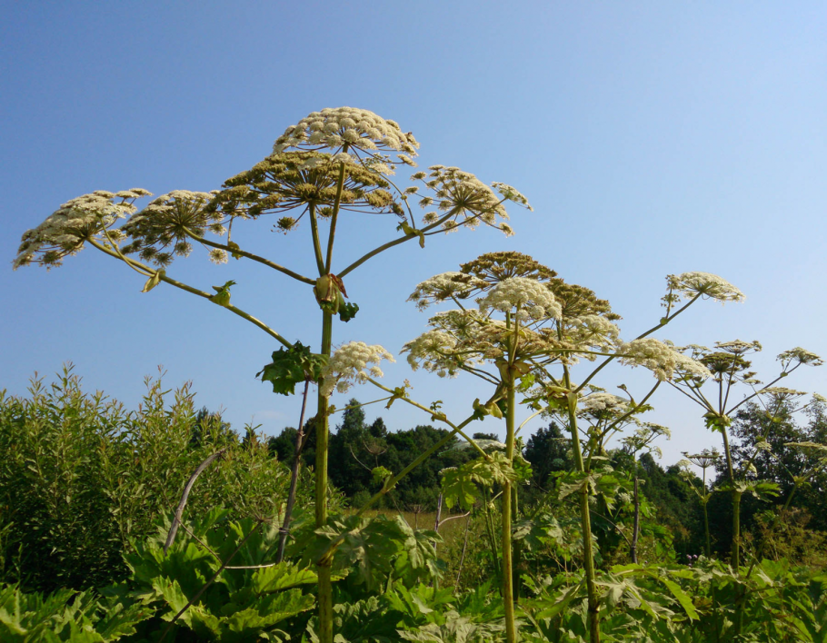 Heracleum борщевик