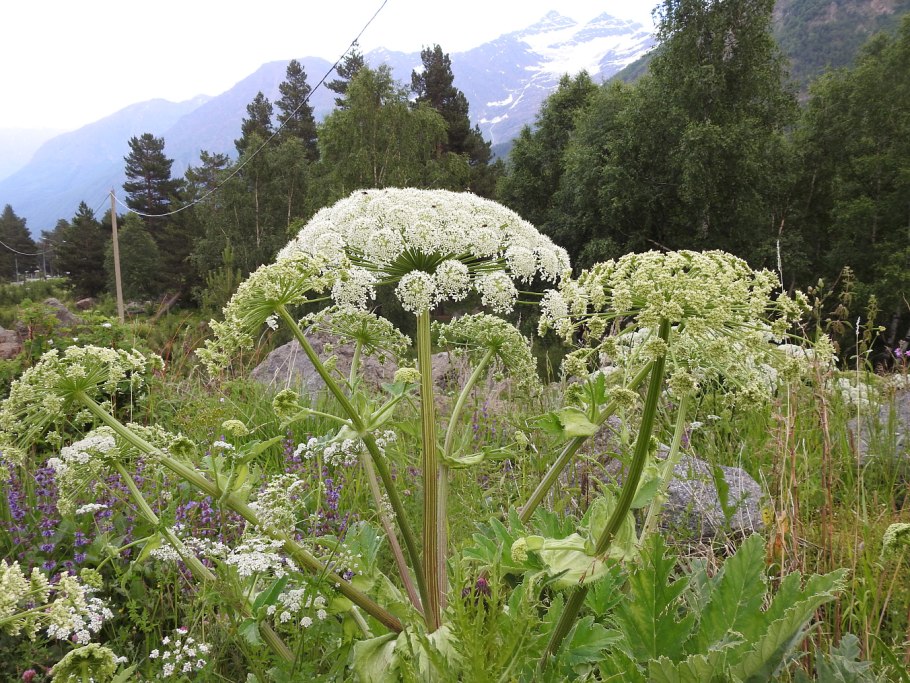 Растение борщевик Сосновского