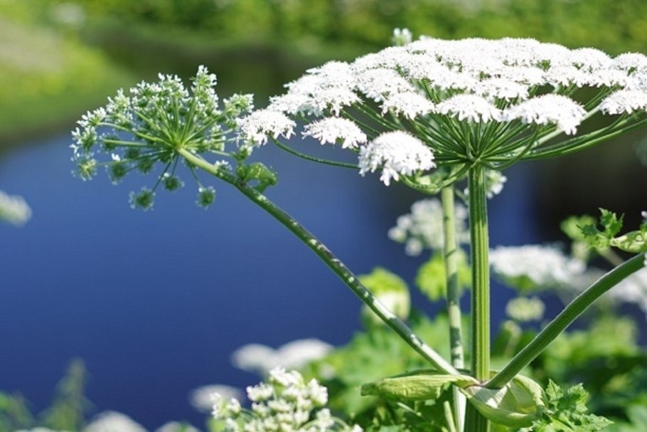 Борщевик маленький