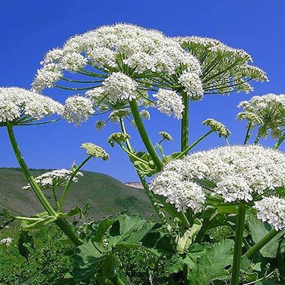 Борщевик Сосновского