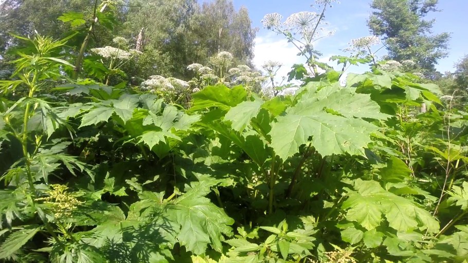 Ядовитый борщевик сосновского