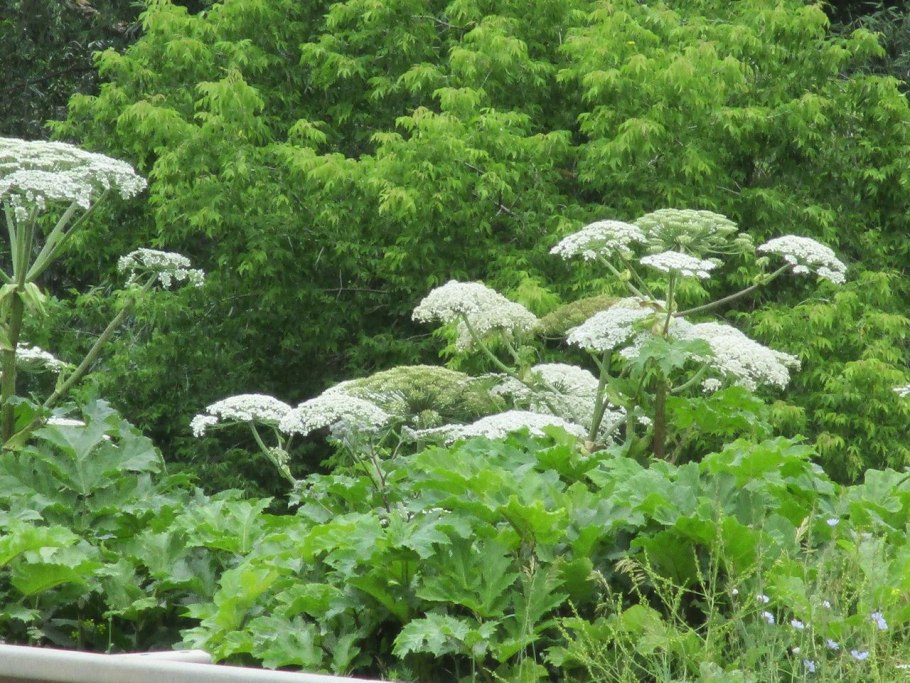 Борщевик сосновского ядовитое растение