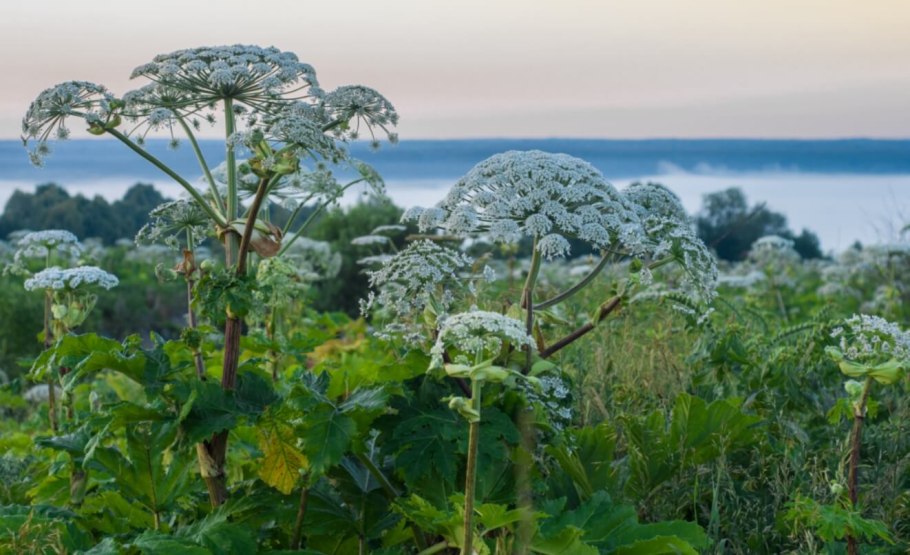 Ядовитый борщевик