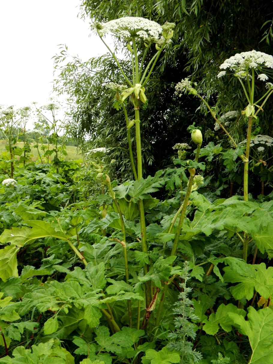 Растение борщевик