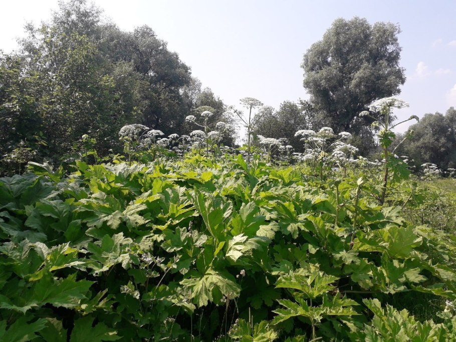 Борщевик сосновского в беларуси