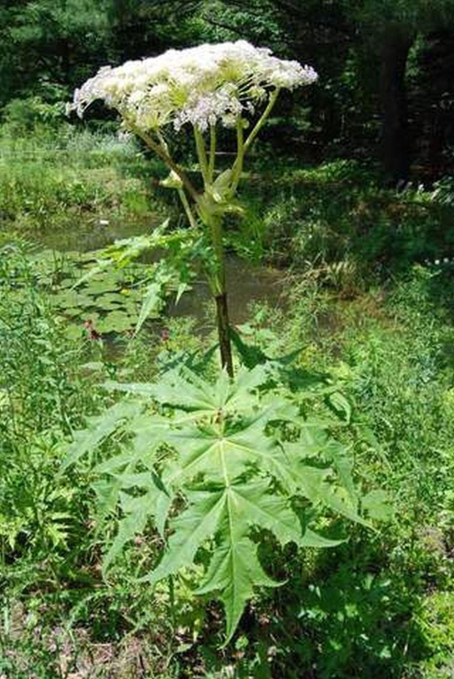 Heracleum mantegazzianum