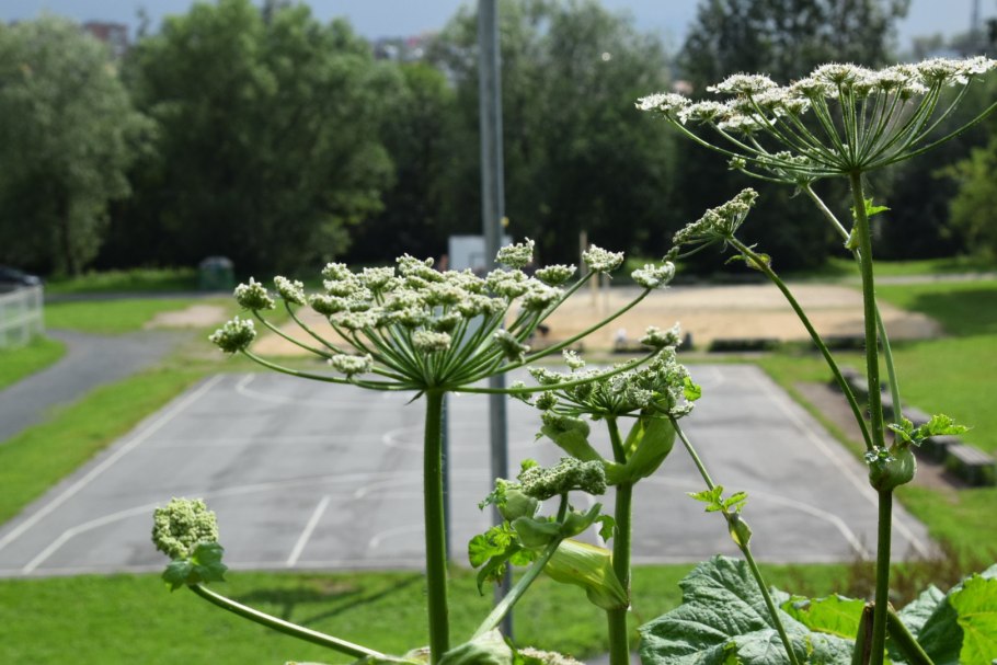 Борщевик обыкновенный листья