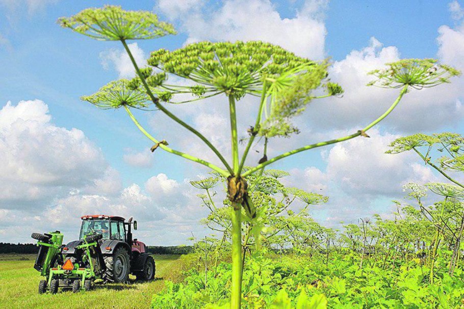 Борщевика сосновского