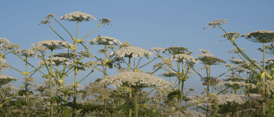 Борщевик сибирский