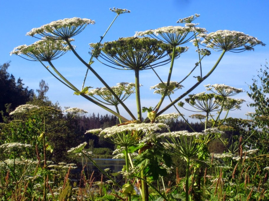 Борщевик растение