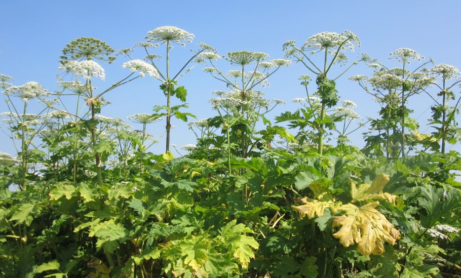 Борщевик сибирский медонос