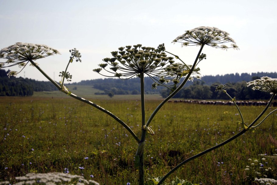 Сибирский борщевик