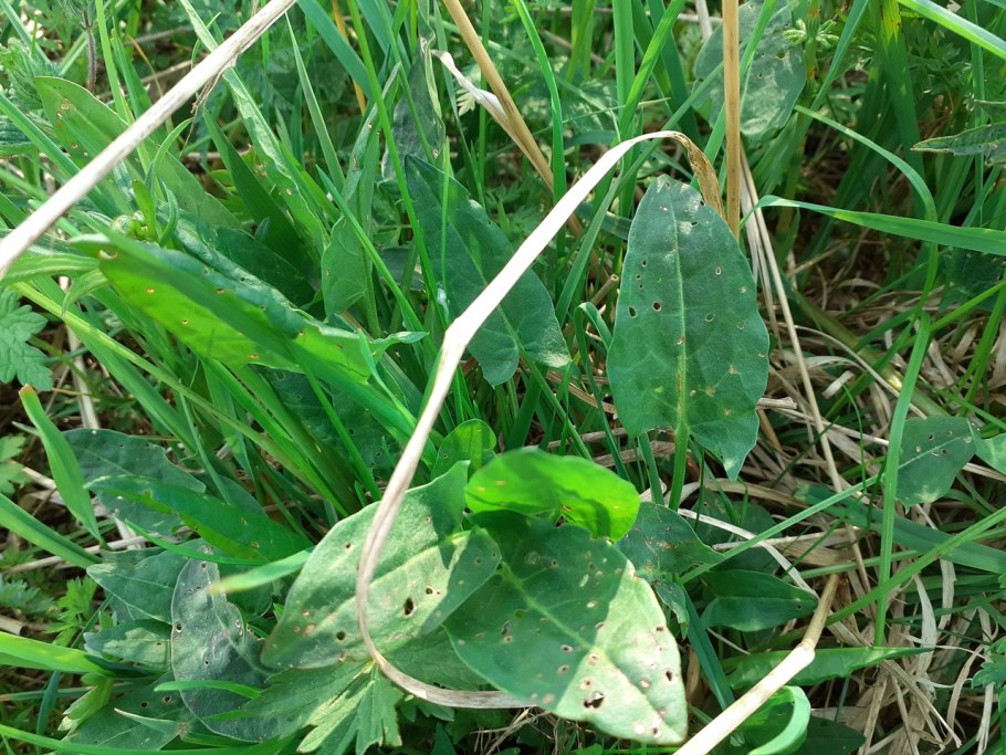 Щавель Лесной