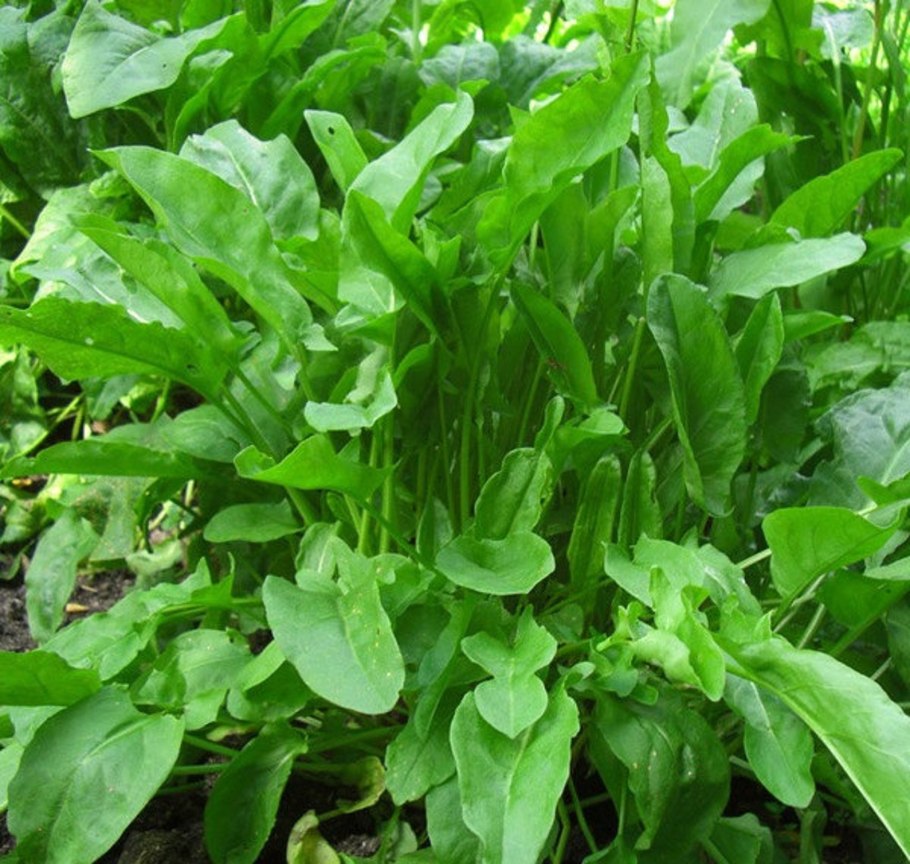 Шпинат огородный это щавель?
