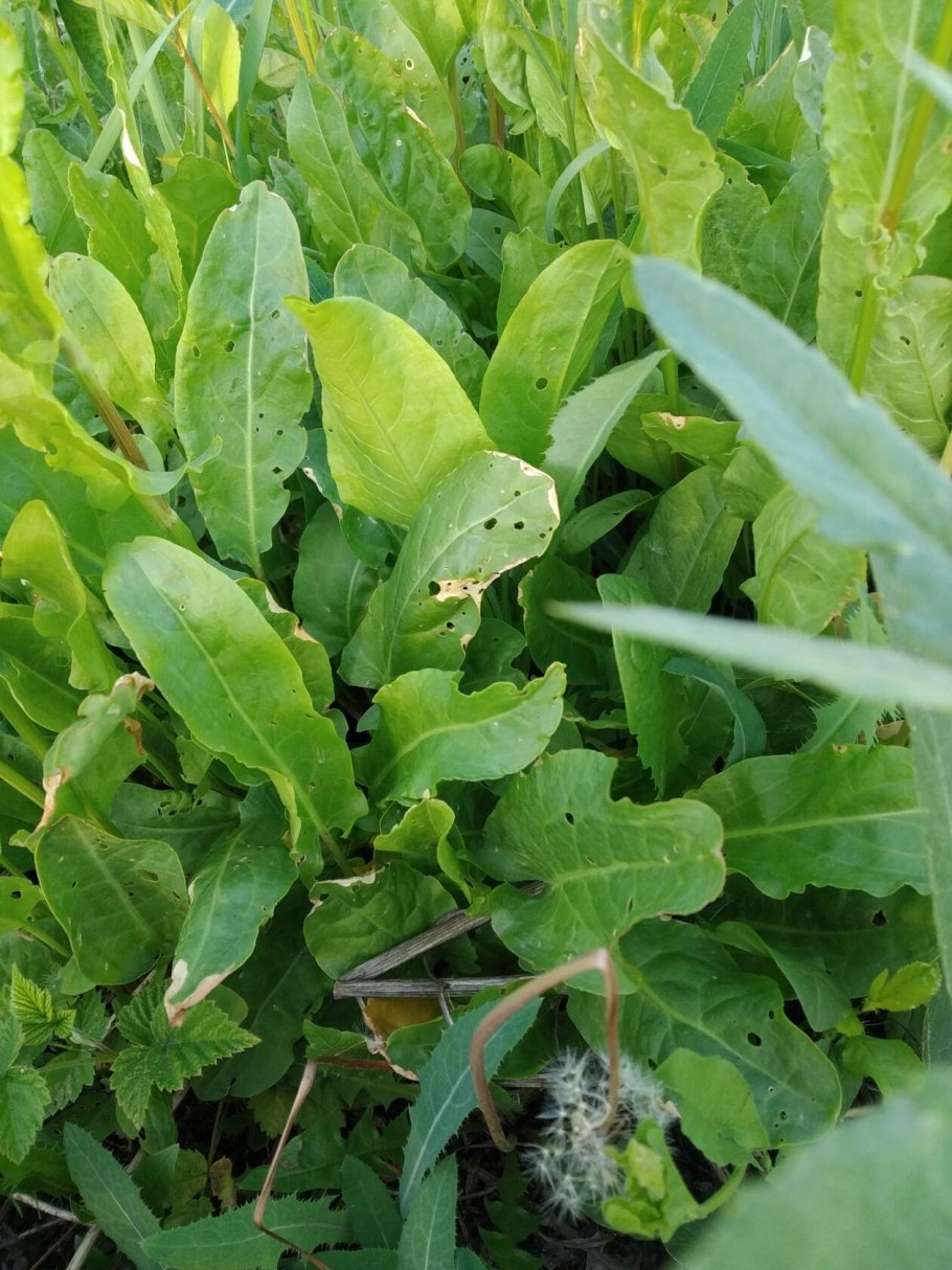 Щавель курчавый (Rumex crispus l.)