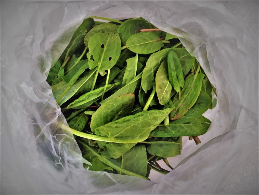 Щавель кислый