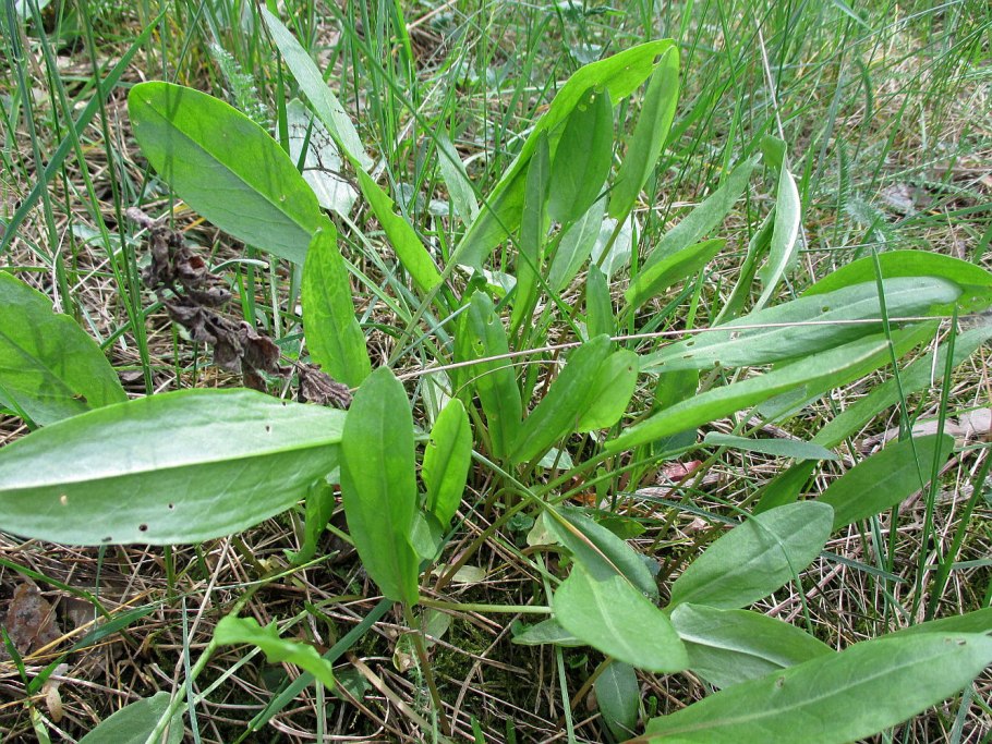 Длиннолистное лекарственное похожее на лук
