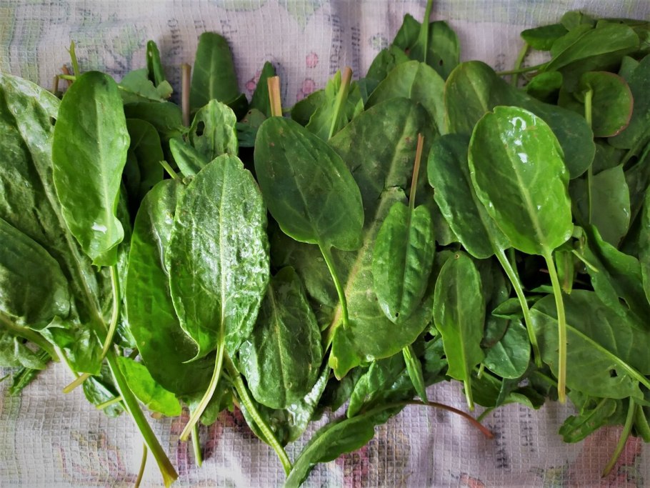 Rumex obtusifolius щавель туполистный