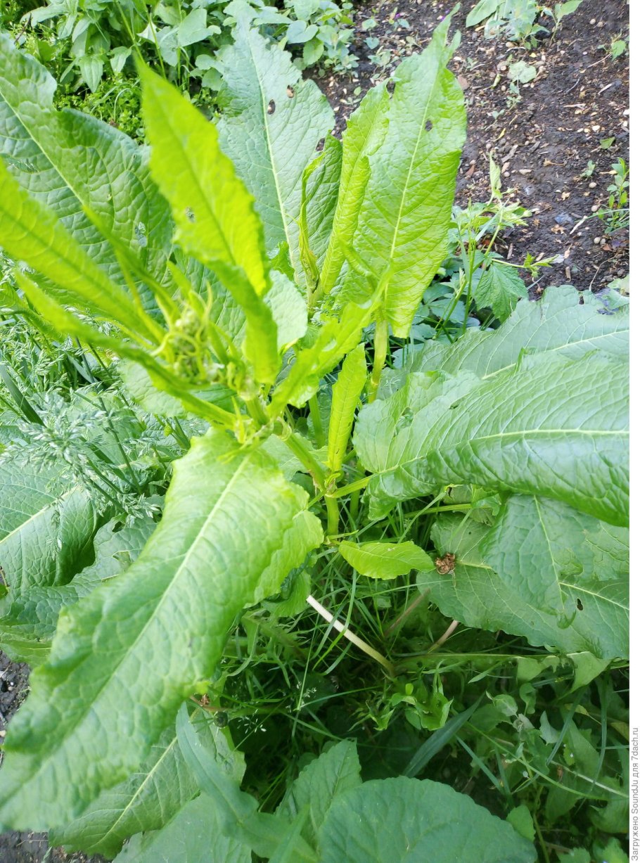 Щавель сорняк