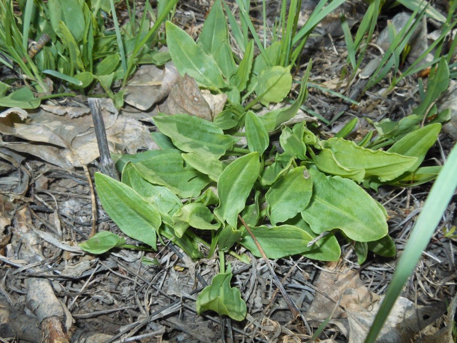 Растение щавель Шпинатный