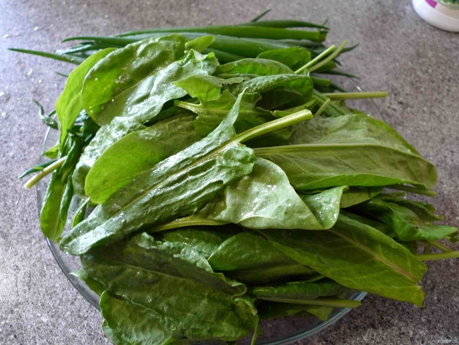 Щавель широколистный