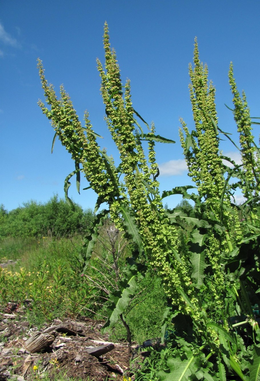 Rumex patientia растение