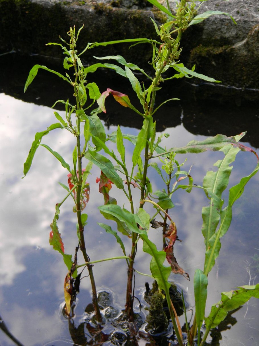 Щавель в саду