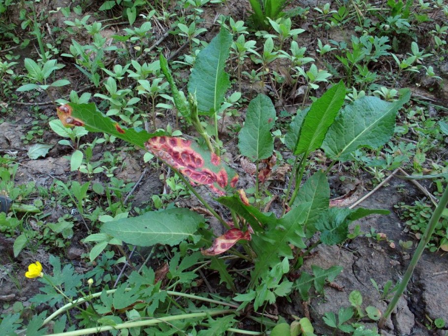 Кислятка фото