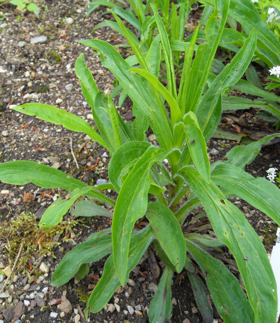Rumex hydrolapathum HUDS.