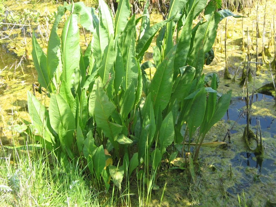Rumex hydrolapathum