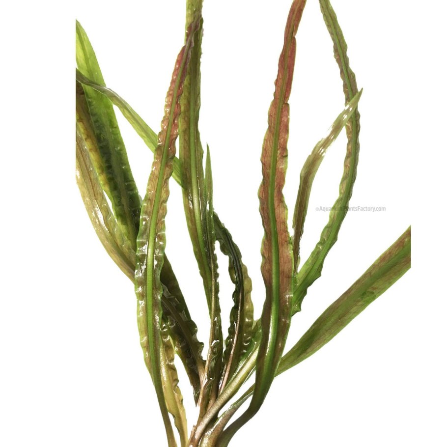 Щавель курчавый