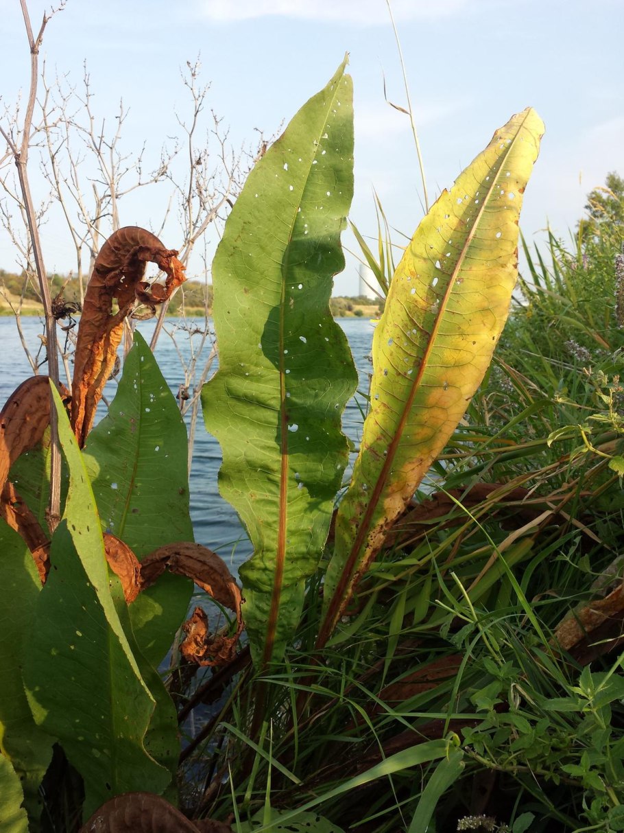 Открытка Фердинанда щавеля