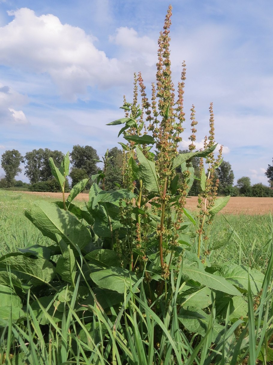 Rumex obtusifolius
