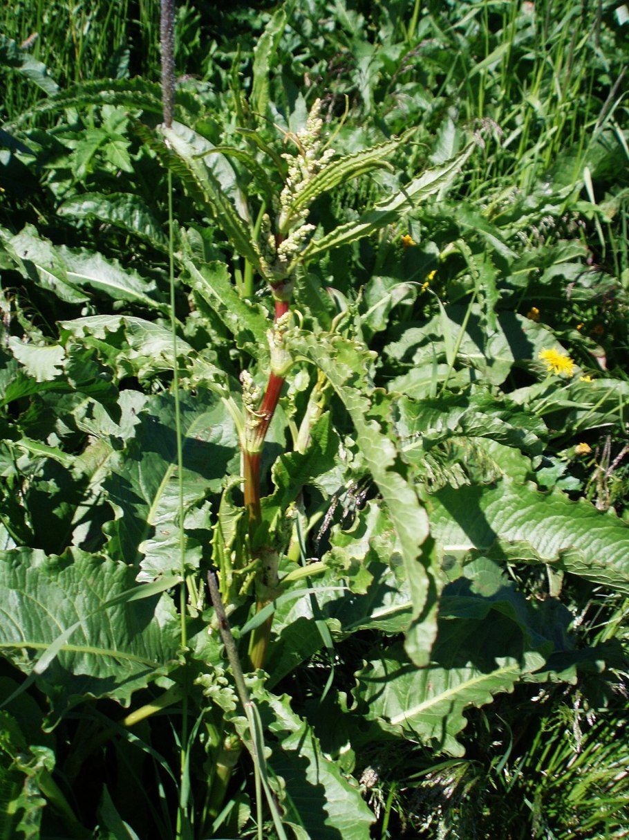Rumex hydrolapathum HUDS.