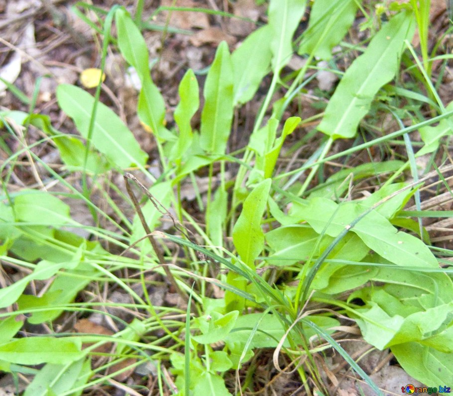 Щавель обыкновенный