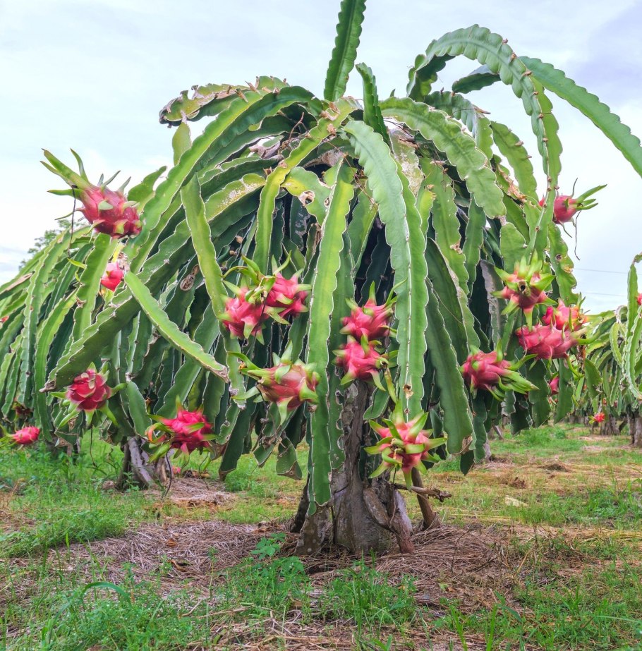 Кактус-Hylocereus undatus