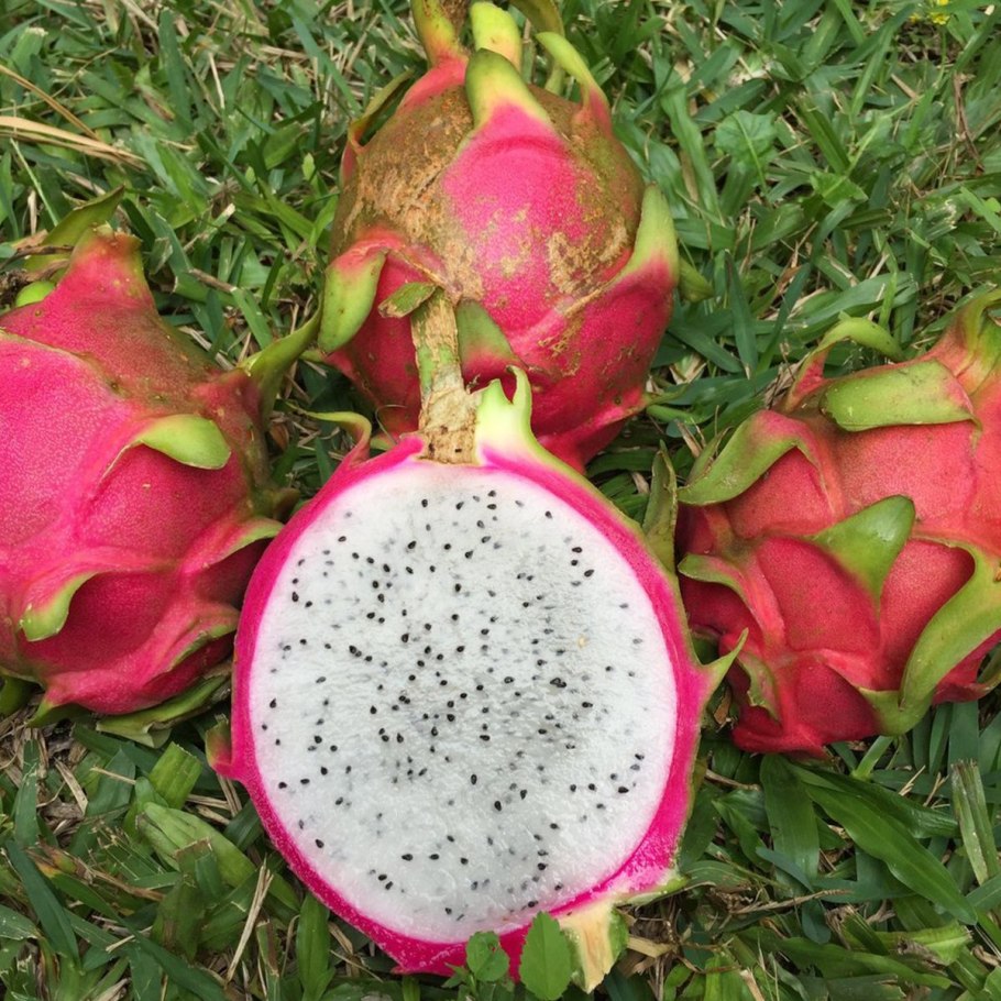 Питахайя Pitahaya