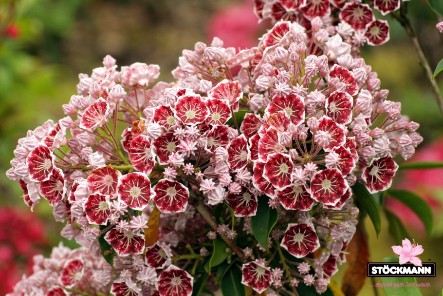 Кальмия широколистная Блэк лейбл