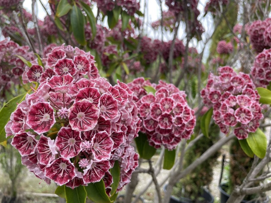 Кальмия Пикобелла