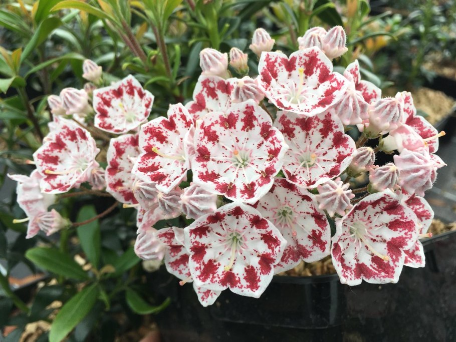 Кальмия широколистная Тэд