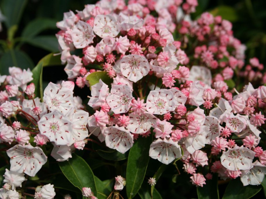 Кальмия Мерлин