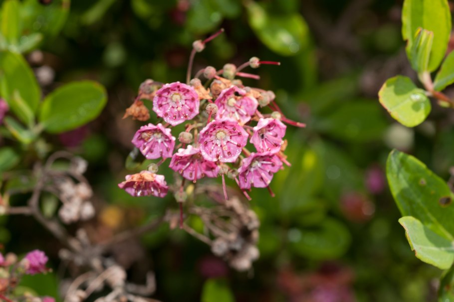 Кальмия широколистная Kalmia latifolia