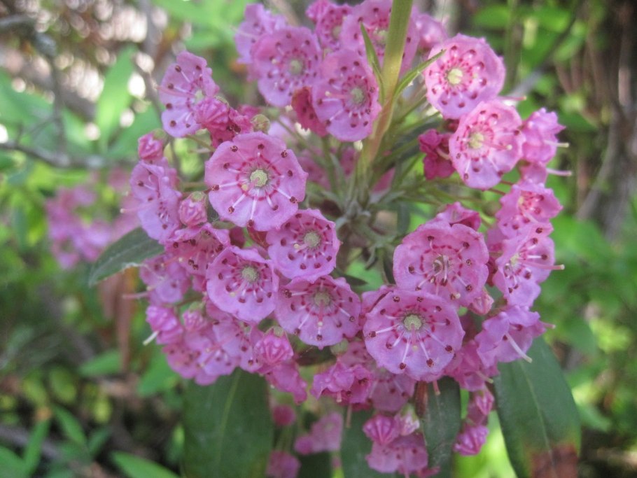 Кальмия Ангустифолия