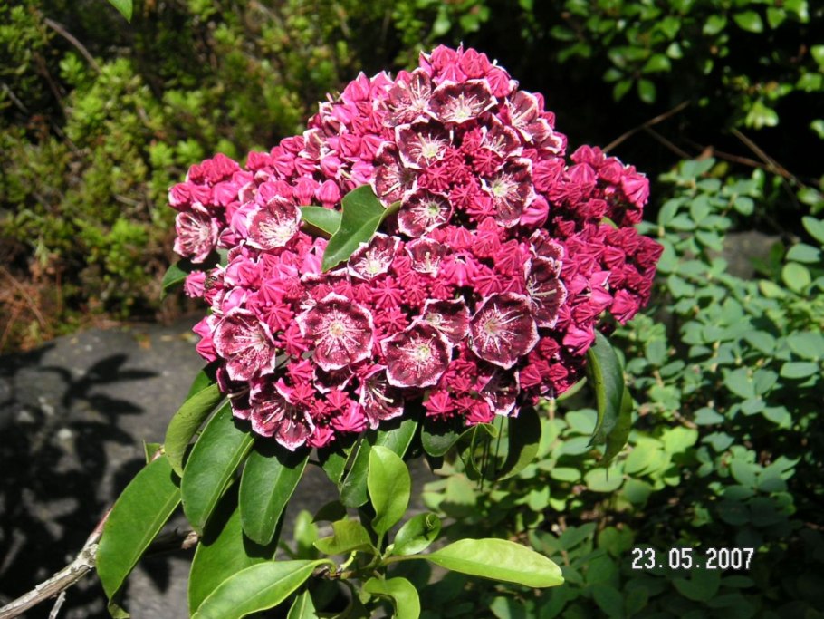 Кальмия широколистная кипсейк